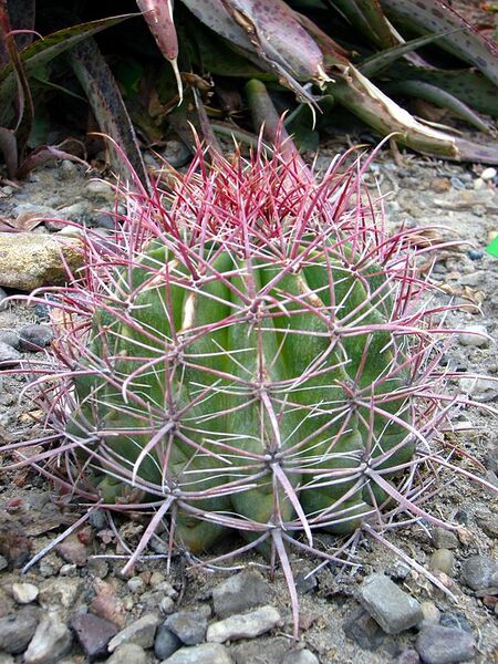 File:576px-Ferocactus wislizenii 02.jpg