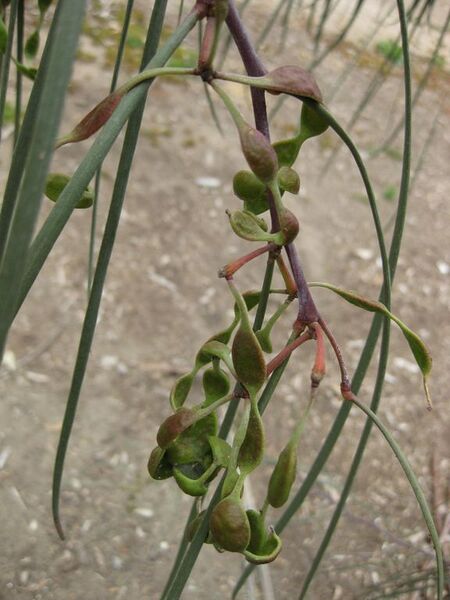 File:576px-IMG 4799 hunt0904.jpg