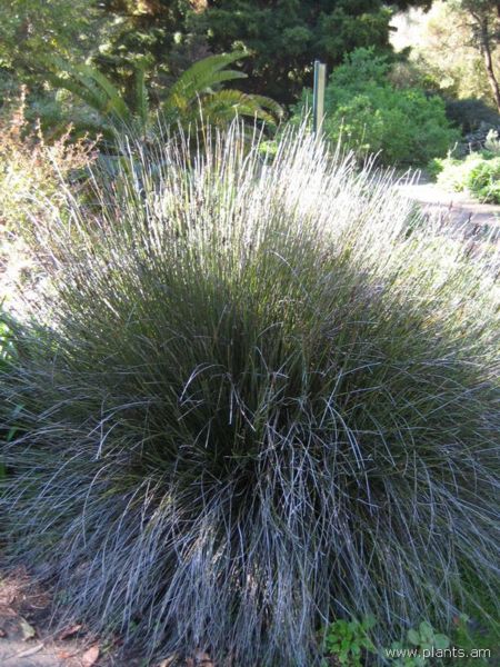 File:Chondropetalum tectorum-IMG 8002 sfbg0308.jpg