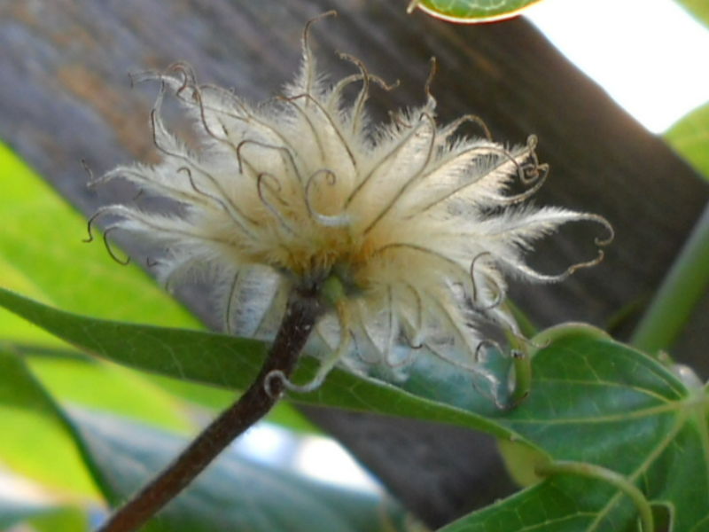 File:Clemantis seed head.jpg