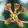 Thumbnail for version as of 11:25, 2 May 2007