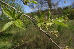 Eucommia ulmoides foliage and flowers.