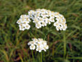 Thumbnail for version as of 05:26, 30 April 2007