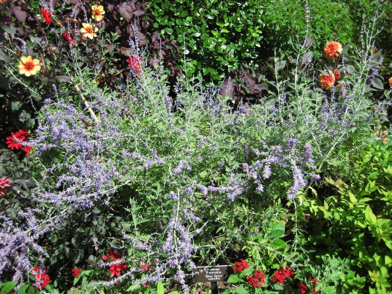 File:IMG 0141 nybg09.jpg