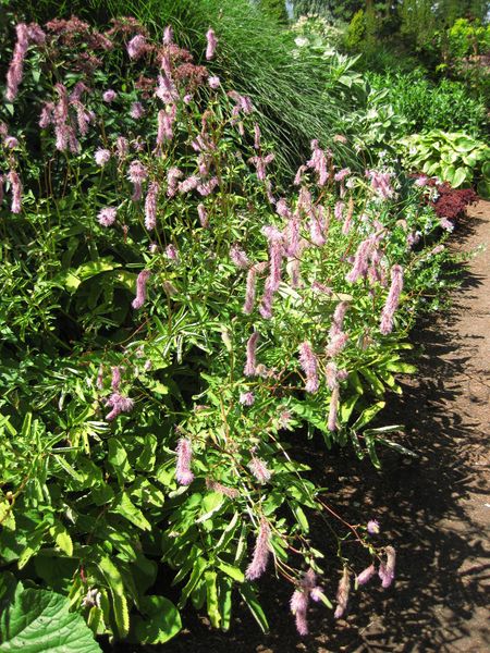 File:IMG 0222 nybg09.jpg