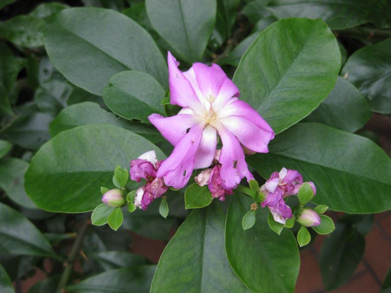 File:IMG 0953 bbg09.jpg