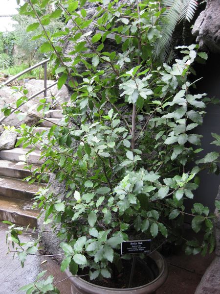 File:IMG 1214 bbg09.jpg