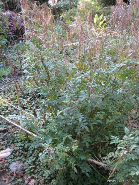 File:Incarvillea arguta-IMG 7660 sfbg0308.jpg
