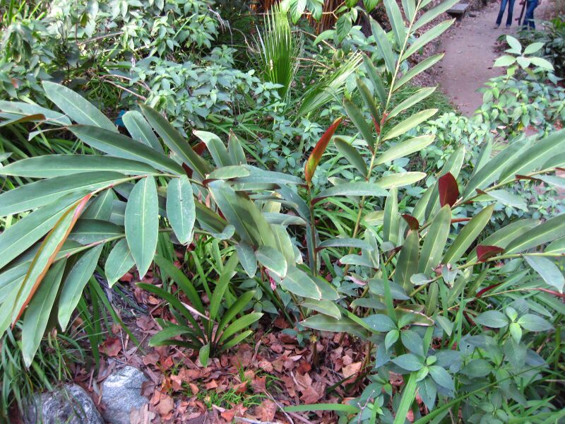 File:Lqsvkm20d8iria8rsq5cgos0g7jqicy.jpg