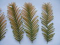 Fallen autumn shoots (cladoptosis)