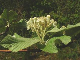 Common Whitebeam flowers