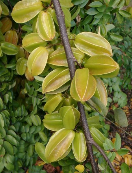 File:Starfruit4Web-fruitlovers.jpg