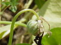 Underside of leaf showing petiole attachment
