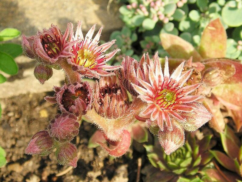 File:1023px-Sempervivum tectorum 3.jpg