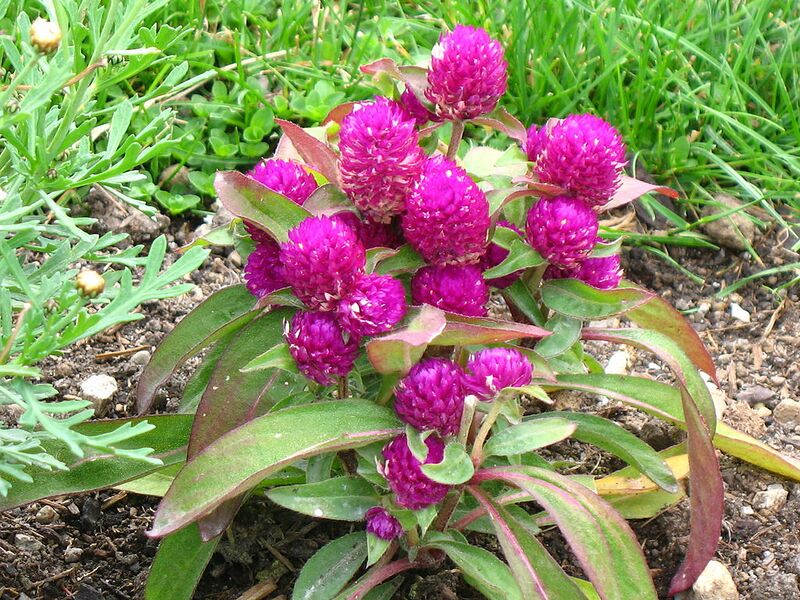 File:1024px-2230 - Salzburg - Flowers.JPG