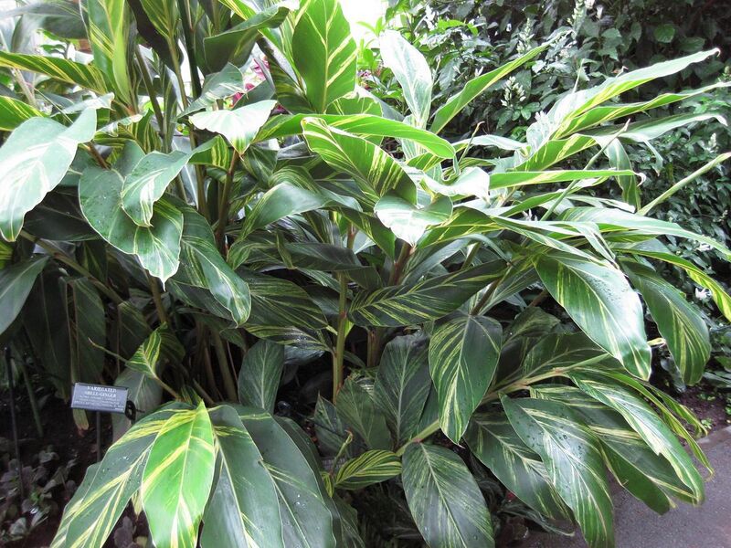 File:1280px-IMG 1170 bbg09.jpg