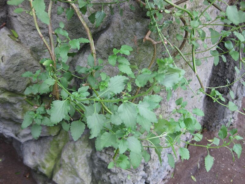 File:1280px-IMG 1240 bbg09.jpg