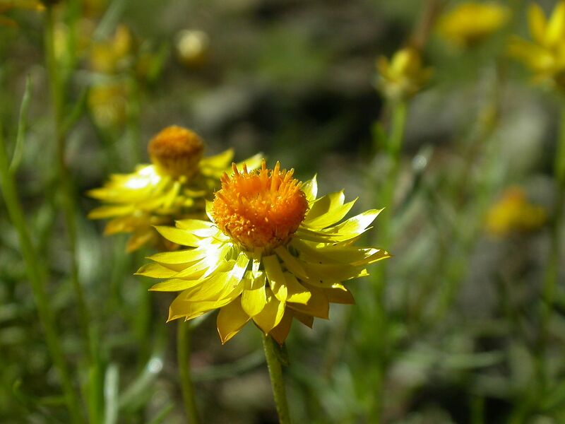 File:1280px-Xerochrysum viscosum.jpg