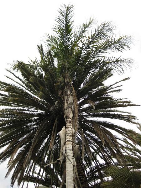 File:576px-IMG 4081 hunt0904.jpg