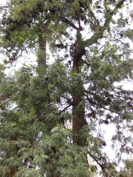 File:576px-IMG 4747 hunt0904.jpg