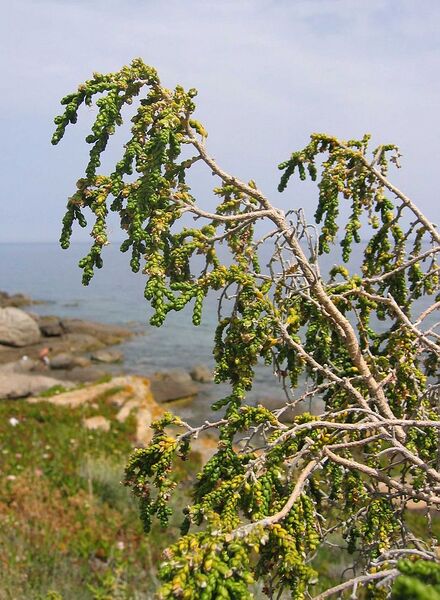 File:751px-Thymelaea hirsuta.jpg