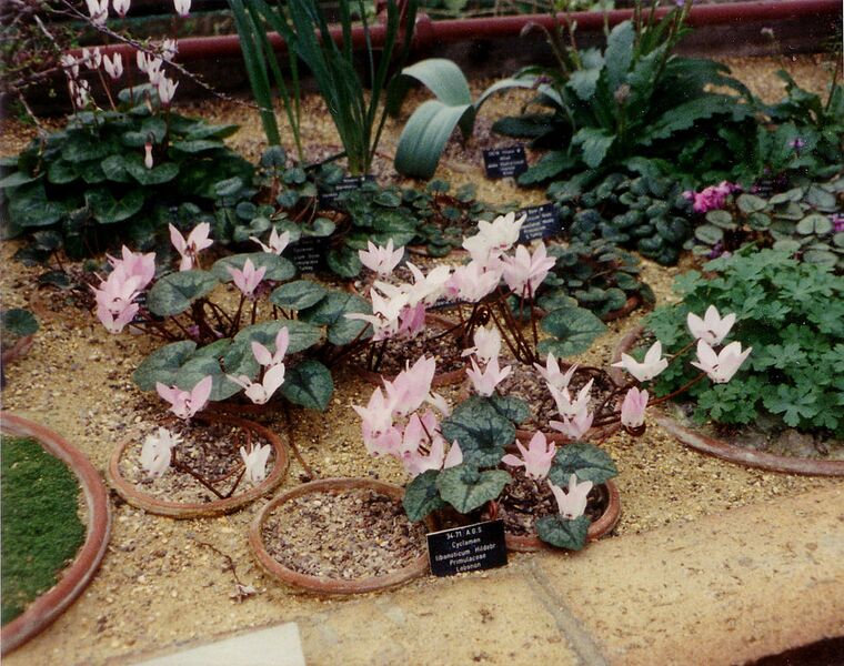 File:973px-Cyclamen libanoticum.jpg