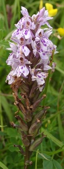 Common Spotted Orchid (Dactylorhiza fuchsii)