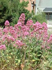 Garden Valerian