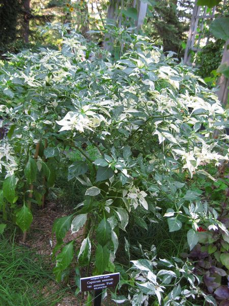 File:IMG 0374 nybg09.jpg