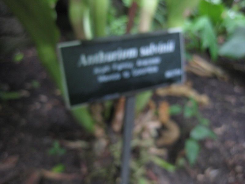 File:IMG 1071 bbg09.jpg