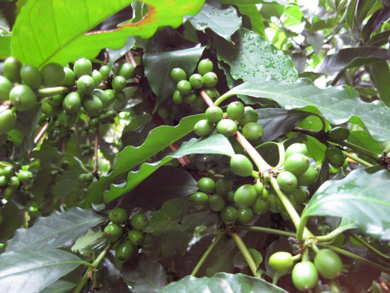 File:IMG 1138 bbg09.jpg