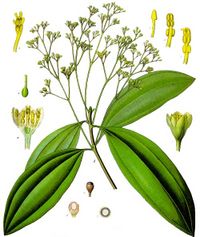 from Koehler's Medicinal-Plants (1887)