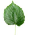 Tilia leaf