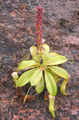 Thumbnail for version as of 10:15, 5 May 2007