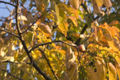 Diospyros kaki'