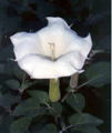 Thumbnail for version as of 09:08, 16 May 2007