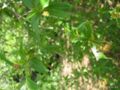 terminalia australis