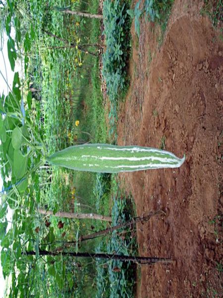 File:Trichosanthes Cucumerina aka Snake Gourd.jpeg