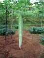A full grown snake gourd.