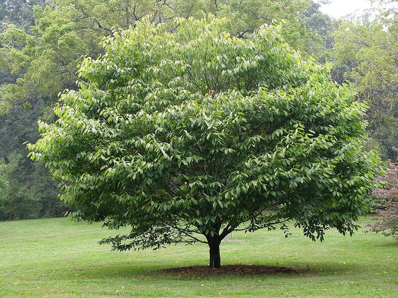 File:1024px-Hornbeam Maple Acer carpinifolium Tree 3264px.jpg