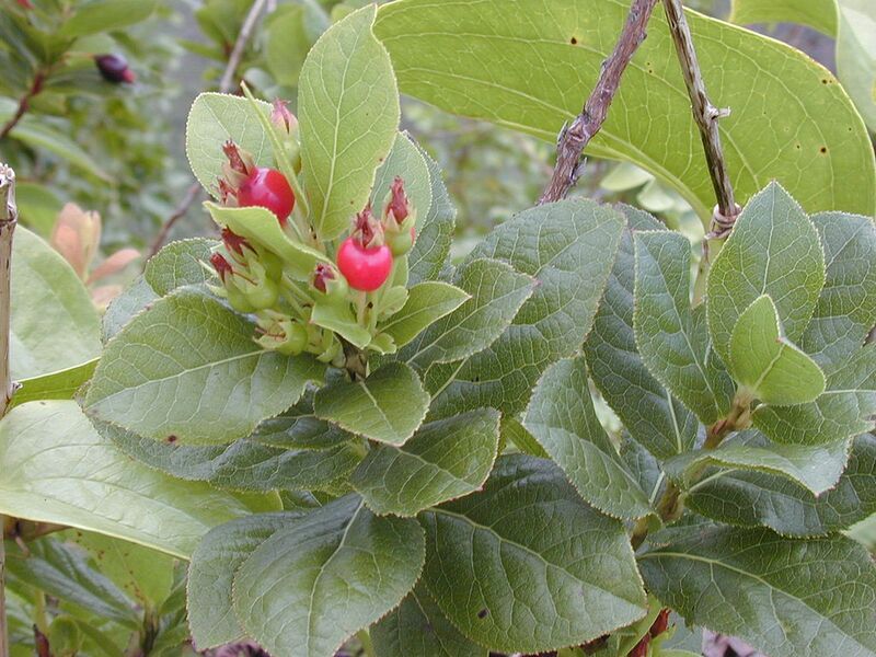 File:1024px-Starr 020925-0094 Vaccinium calycinum.jpg