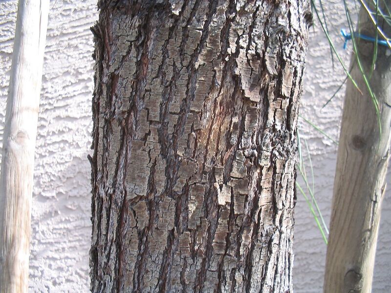File:1280px-Acacia-stenophylla-bark.jpg