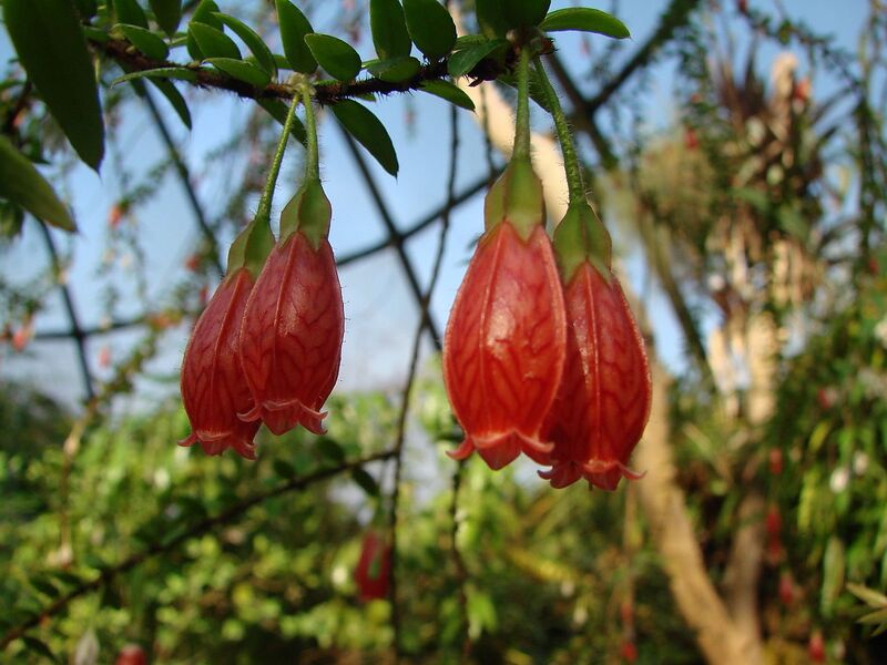 File:1280px-Agapetes serpens (BG Zurich)-02.JPG
