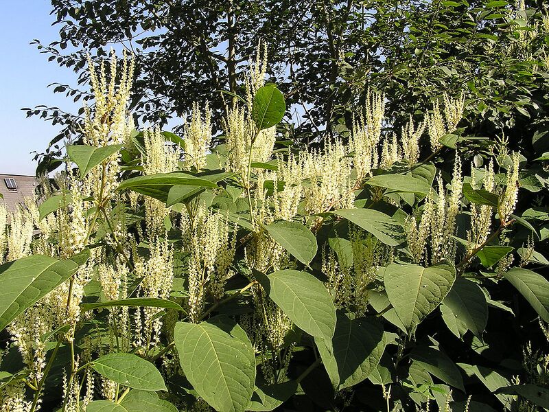 File:1280px-Fallopia japonica MdE 2.jpg