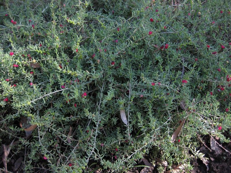 File:1280px-IMG 2046 hunt09oct.jpg