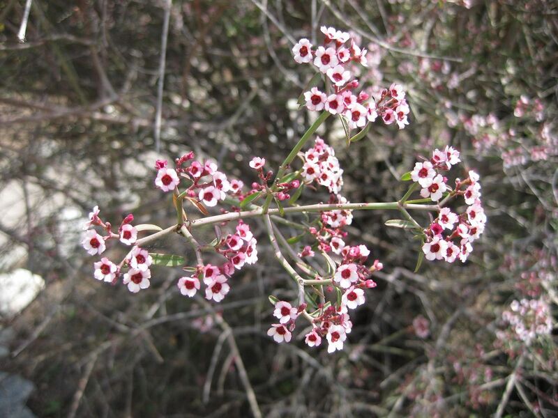 File:1280px-IMG 4407 hunt0904.jpg