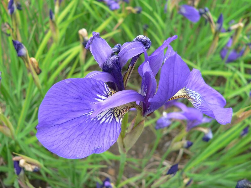 File:1280px-Iris sanguinea 2007-05-13 358.jpg