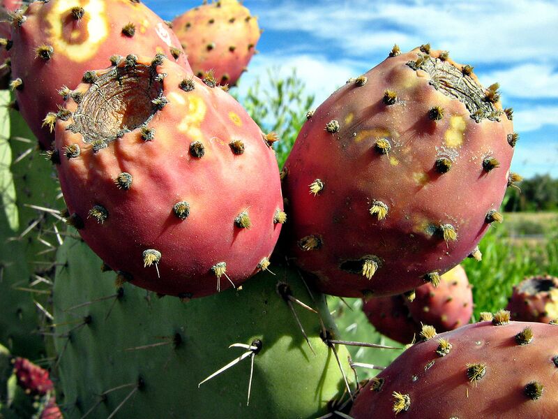 File:1280px-Prickly Pear Closeup.jpg