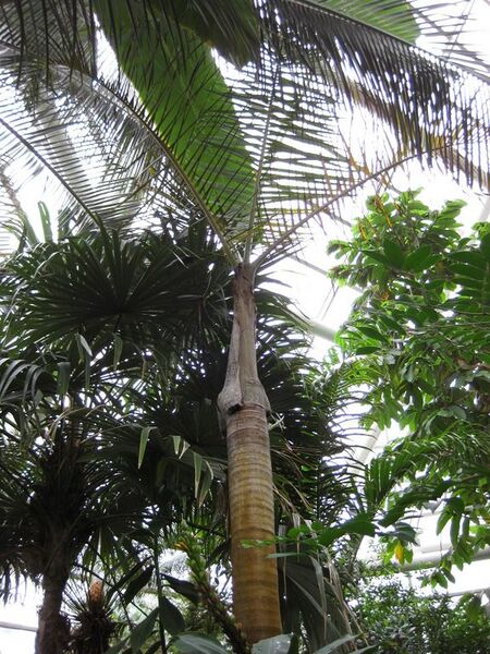 File:576px-IMG 1113 bbg09.jpg