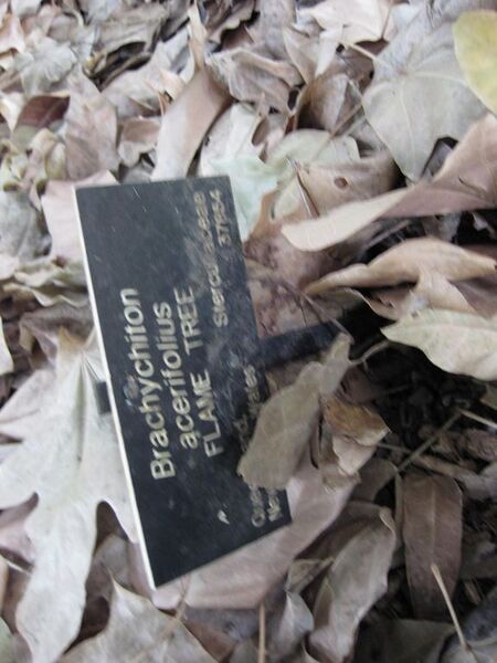 File:576px-IMG 4780 hunt0904.jpg